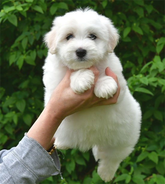 de dame nature - Chiots disponibles - Coton de Tulear