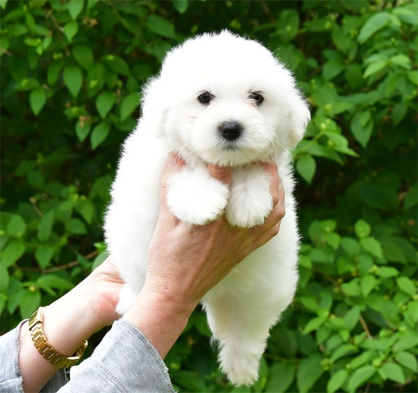 de dame nature - Chiots disponibles - Coton de Tulear