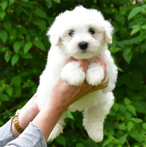 de dame nature - Chiots disponibles - Coton de Tulear