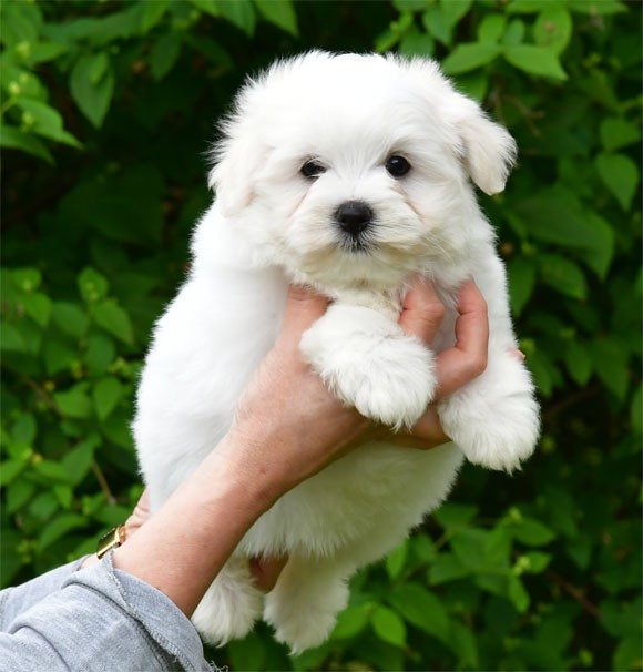de dame nature - Chiots disponibles - Coton de Tulear