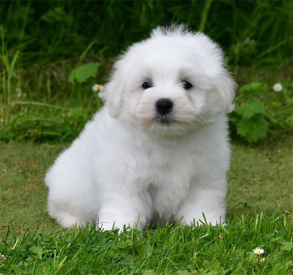 Chiot Coton de Tulear de dame nature