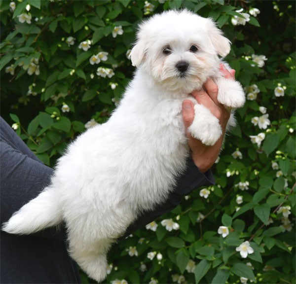 de dame nature - Chiots disponibles - Coton de Tulear
