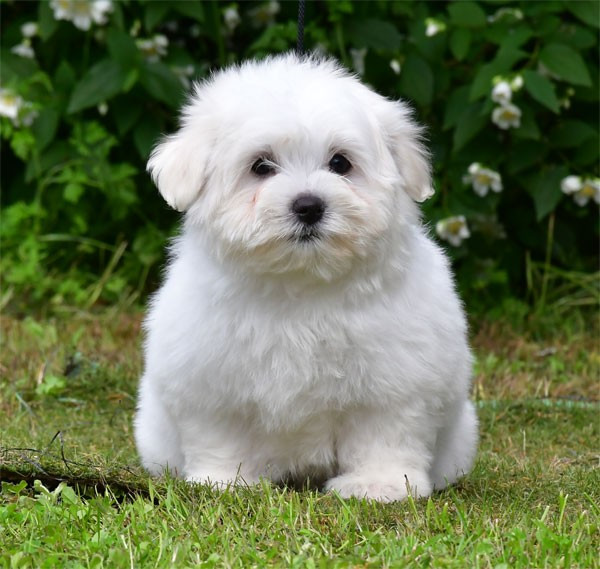 de dame nature - Coton de Tulear - Portée née le 20/02/2026