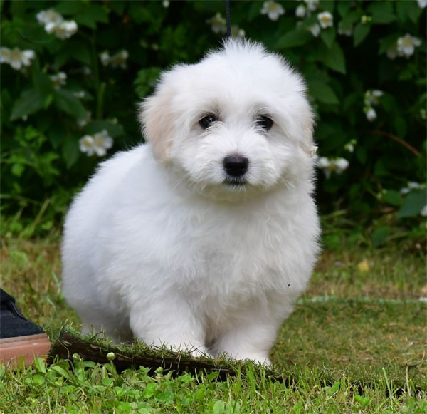 de dame nature - Chiots disponibles - Coton de Tulear