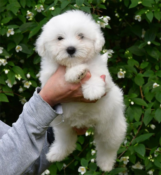 de dame nature - Chiots disponibles - Coton de Tulear
