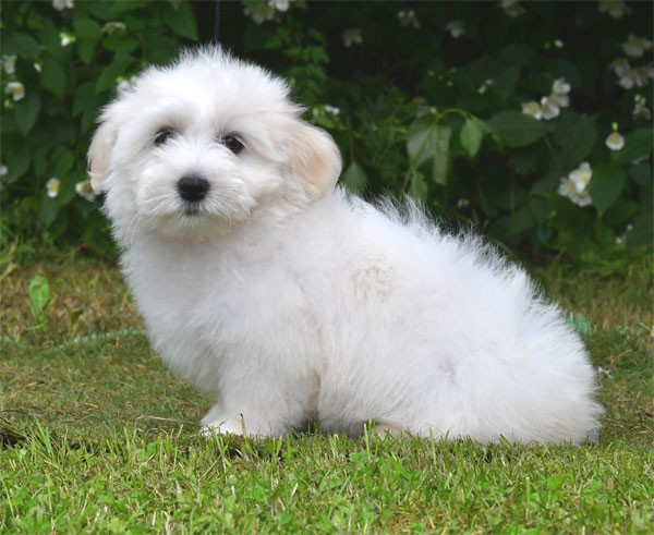 de dame nature - Chiots disponibles - Coton de Tulear