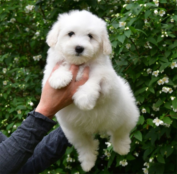 de dame nature - Chiots disponibles - Coton de Tulear