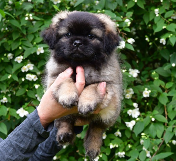 de dame nature - Chiots disponibles - Epagneul tibetain