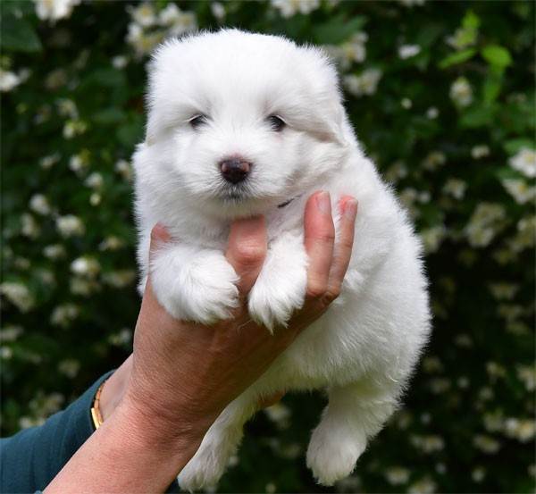 de dame nature - Chiots disponibles - Coton de Tulear