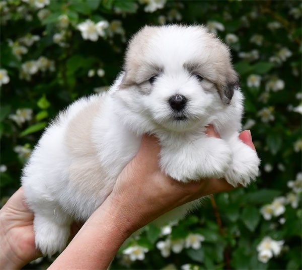 de dame nature - Chiots disponibles - Coton de Tulear