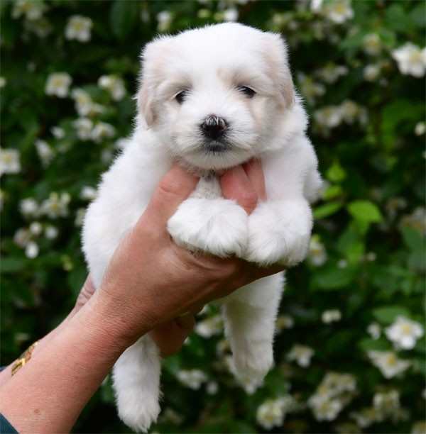 de dame nature - Chiots disponibles - Coton de Tulear