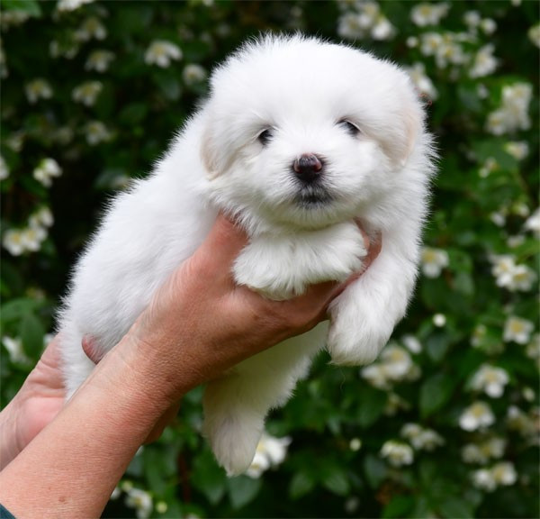 de dame nature - Chiots disponibles - Coton de Tulear