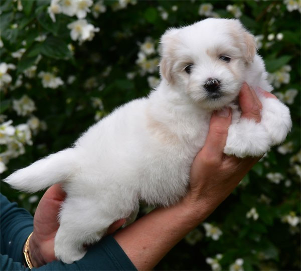 Chiot Coton de Tulear de dame nature