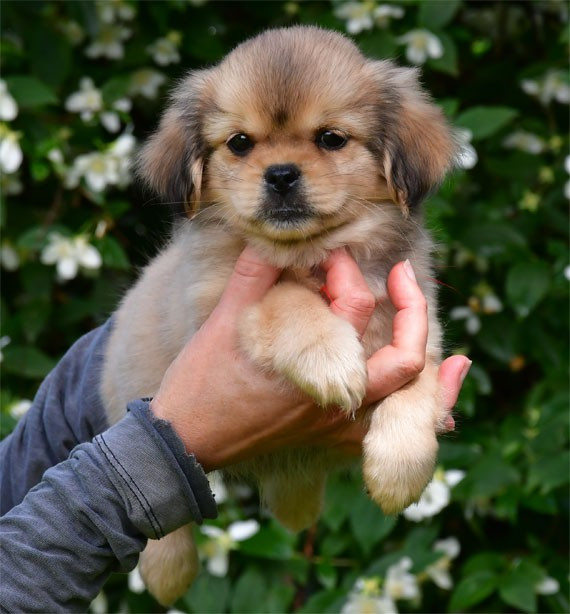 de dame nature - Chiots disponibles - Epagneul tibetain