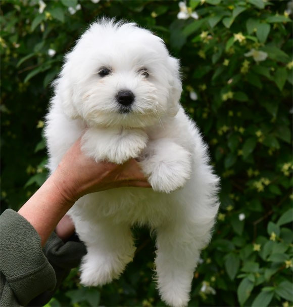 de dame nature - Chiots disponibles - Coton de Tulear