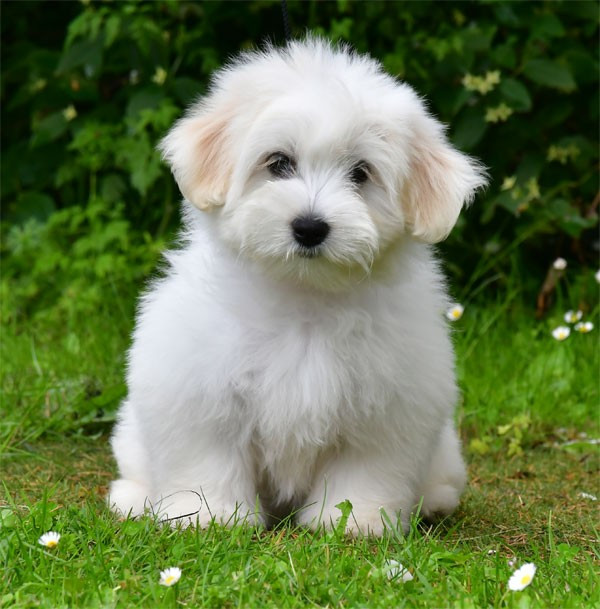 de dame nature - Chiots disponibles - Coton de Tulear