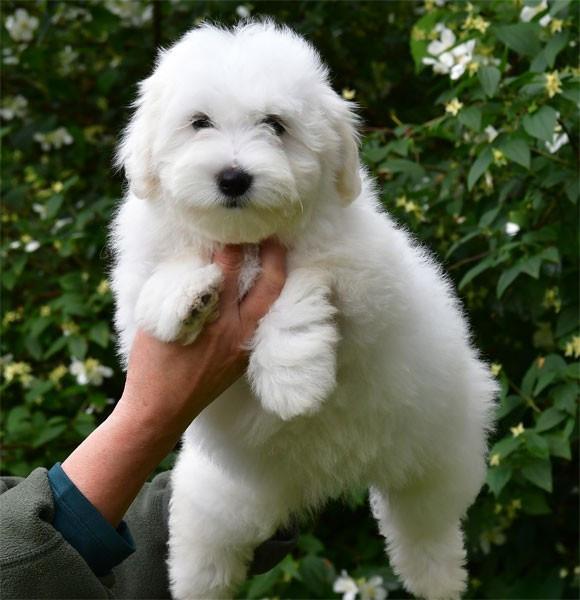 de dame nature - Chiots disponibles - Coton de Tulear