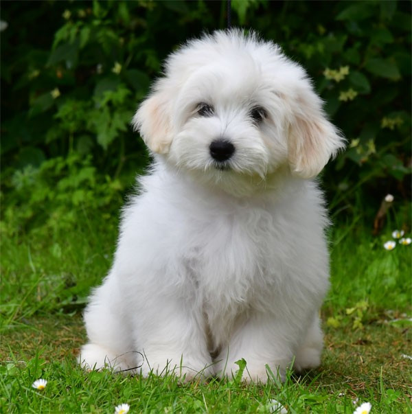 de dame nature - Coton de Tulear - Portée née le 16/02/2026