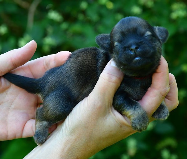 de dame nature - Chiots disponibles - Lhassa Apso