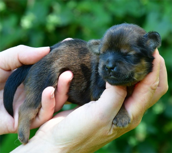 Chiot Lhassa Apso de dame nature