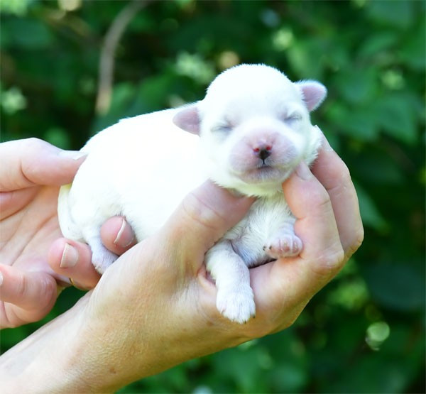 de dame nature - Chiots disponibles - Coton de Tulear