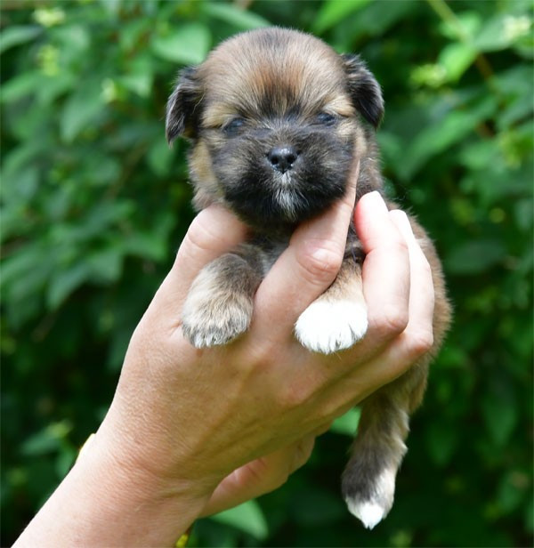 de dame nature - Chiots disponibles - Lhassa Apso