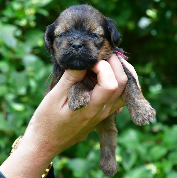 de dame nature - Chiots disponibles - Lhassa Apso