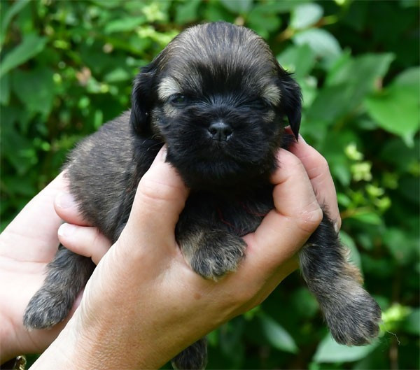 de dame nature - Chiots disponibles - Lhassa Apso