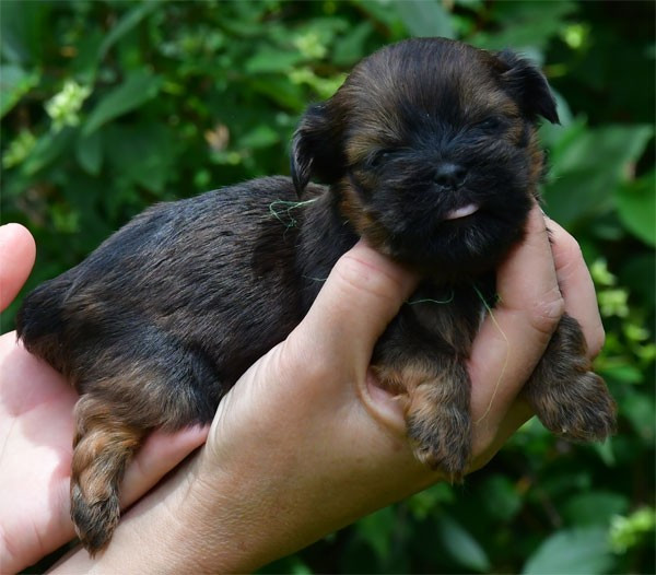 de dame nature - Chiots disponibles - Lhassa Apso