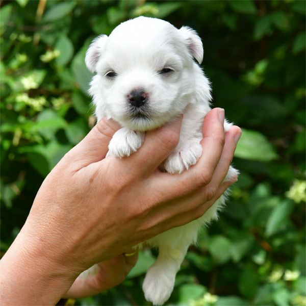 de dame nature - Chiots disponibles - Coton de Tulear