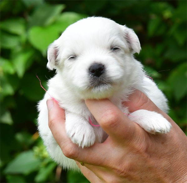 de dame nature - Chiots disponibles - Coton de Tulear