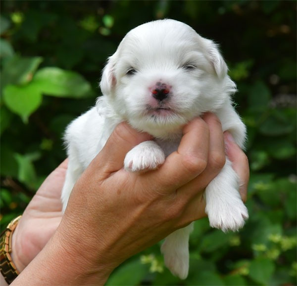 de dame nature - Chiots disponibles - Coton de Tulear