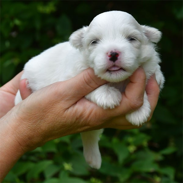 de dame nature - Chiots disponibles - Coton de Tulear