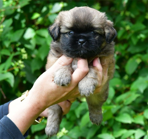 de dame nature - Chiots disponibles - Epagneul tibetain