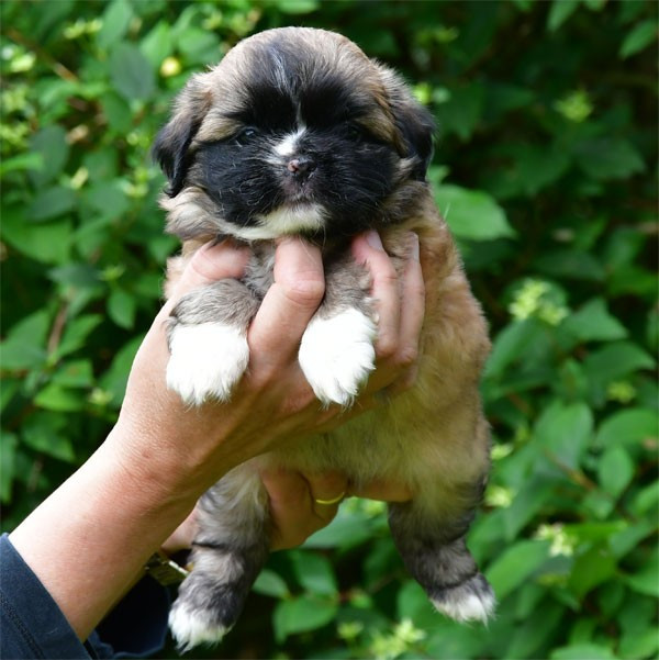 de dame nature - Chiots disponibles - Epagneul tibetain