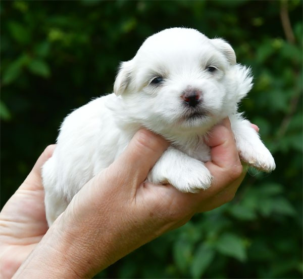 de dame nature - Chiots disponibles - Coton de Tulear
