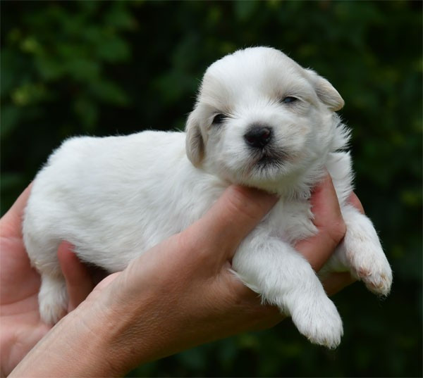 de dame nature - Chiots disponibles - Coton de Tulear
