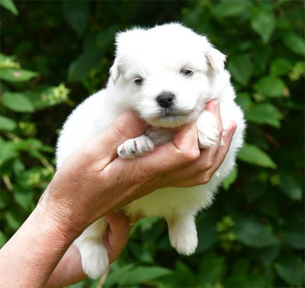 de dame nature - Chiots disponibles - Coton de Tulear