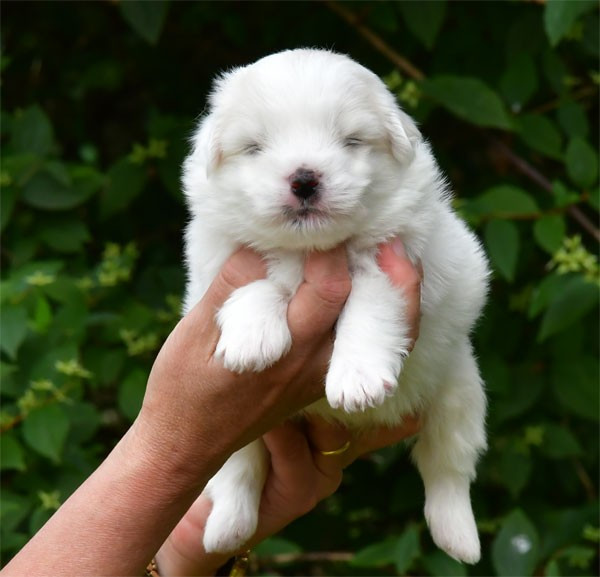 de dame nature - Chiots disponibles - Coton de Tulear