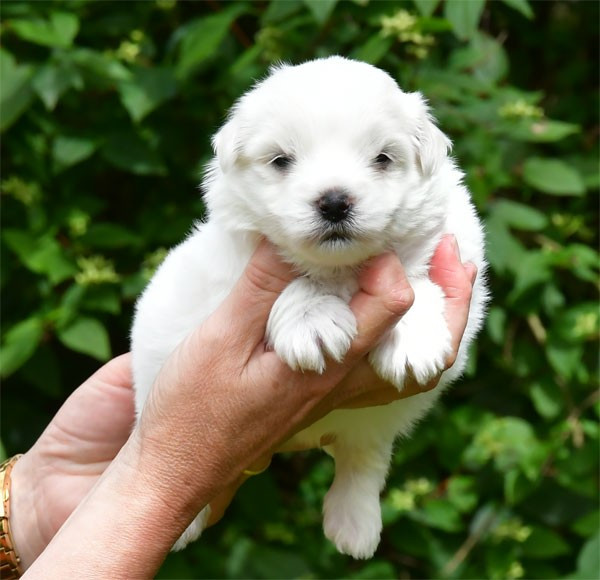 de dame nature - Coton de Tulear - Portée née le 17/05/2026