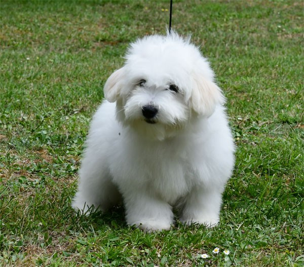 de dame nature - Chiots disponibles - Coton de Tulear