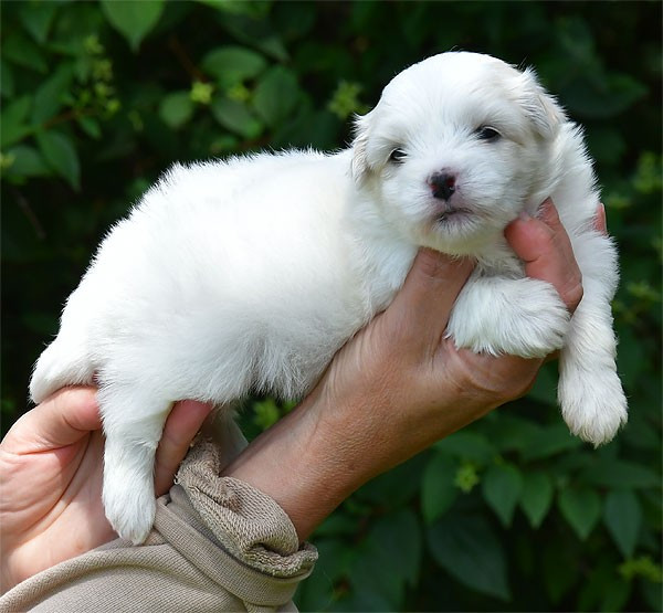 de dame nature - Chiots disponibles - Coton de Tulear