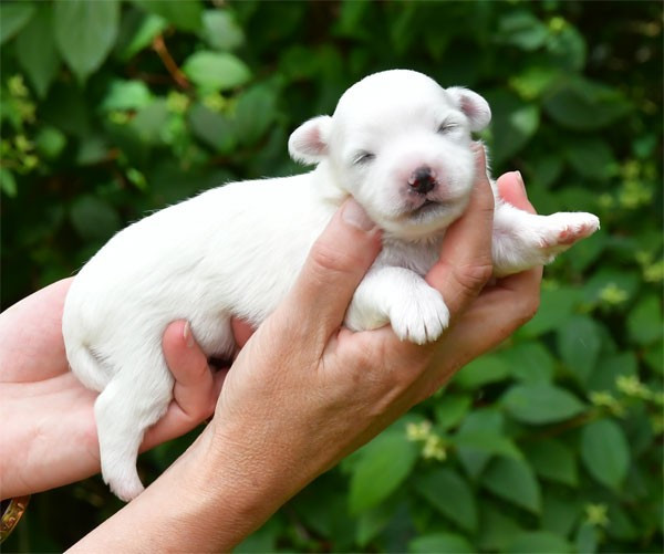 Chiot Coton de Tulear de dame nature