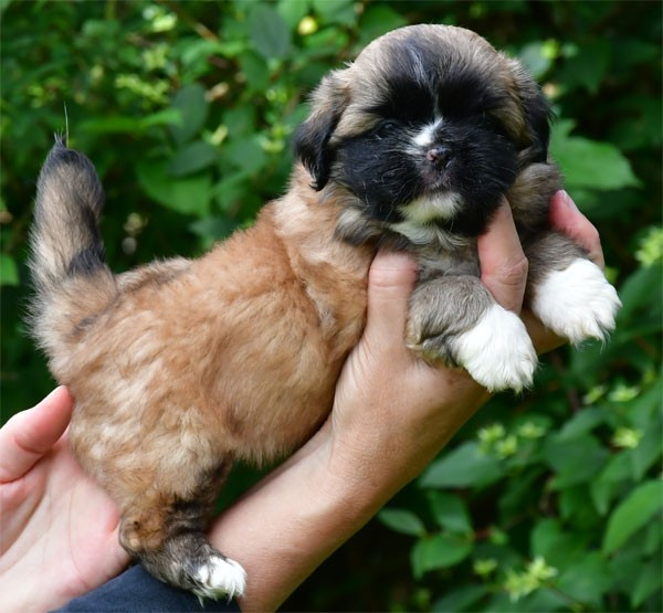 Chiot Epagneul tibetain de dame nature