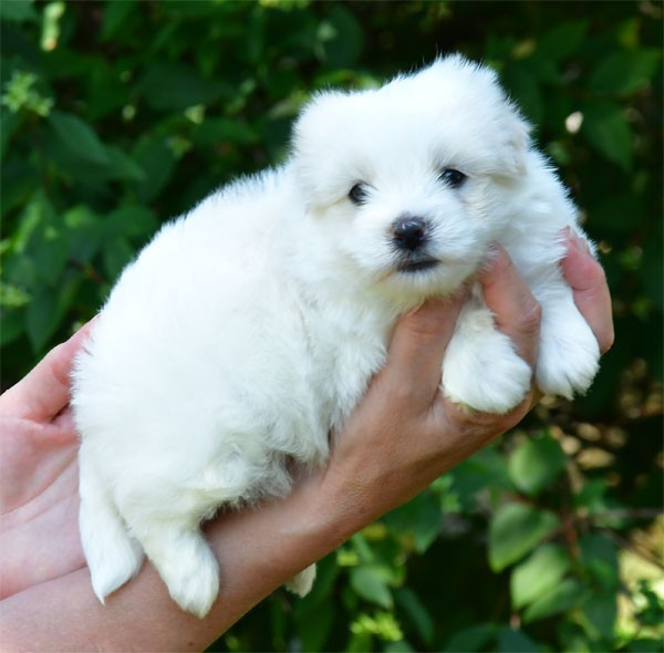 de dame nature - Chiots disponibles - Coton de Tulear