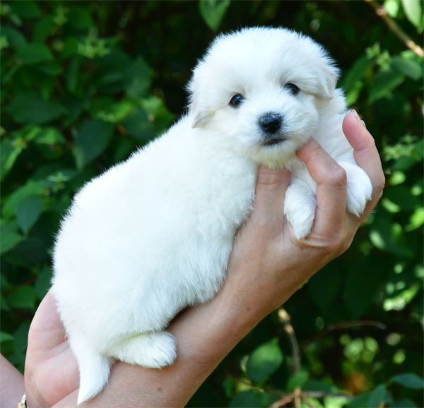 de dame nature - Chiots disponibles - Coton de Tulear
