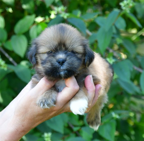 de dame nature - Chiots disponibles - Lhassa Apso