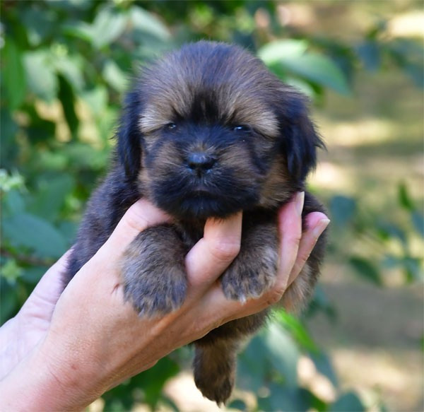de dame nature - Chiots disponibles - Lhassa Apso