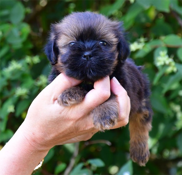 de dame nature - Chiots disponibles - Lhassa Apso