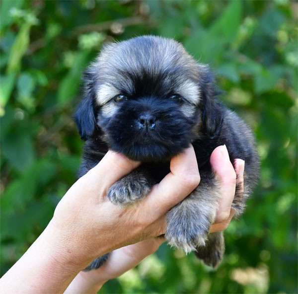 de dame nature - Chiots disponibles - Lhassa Apso